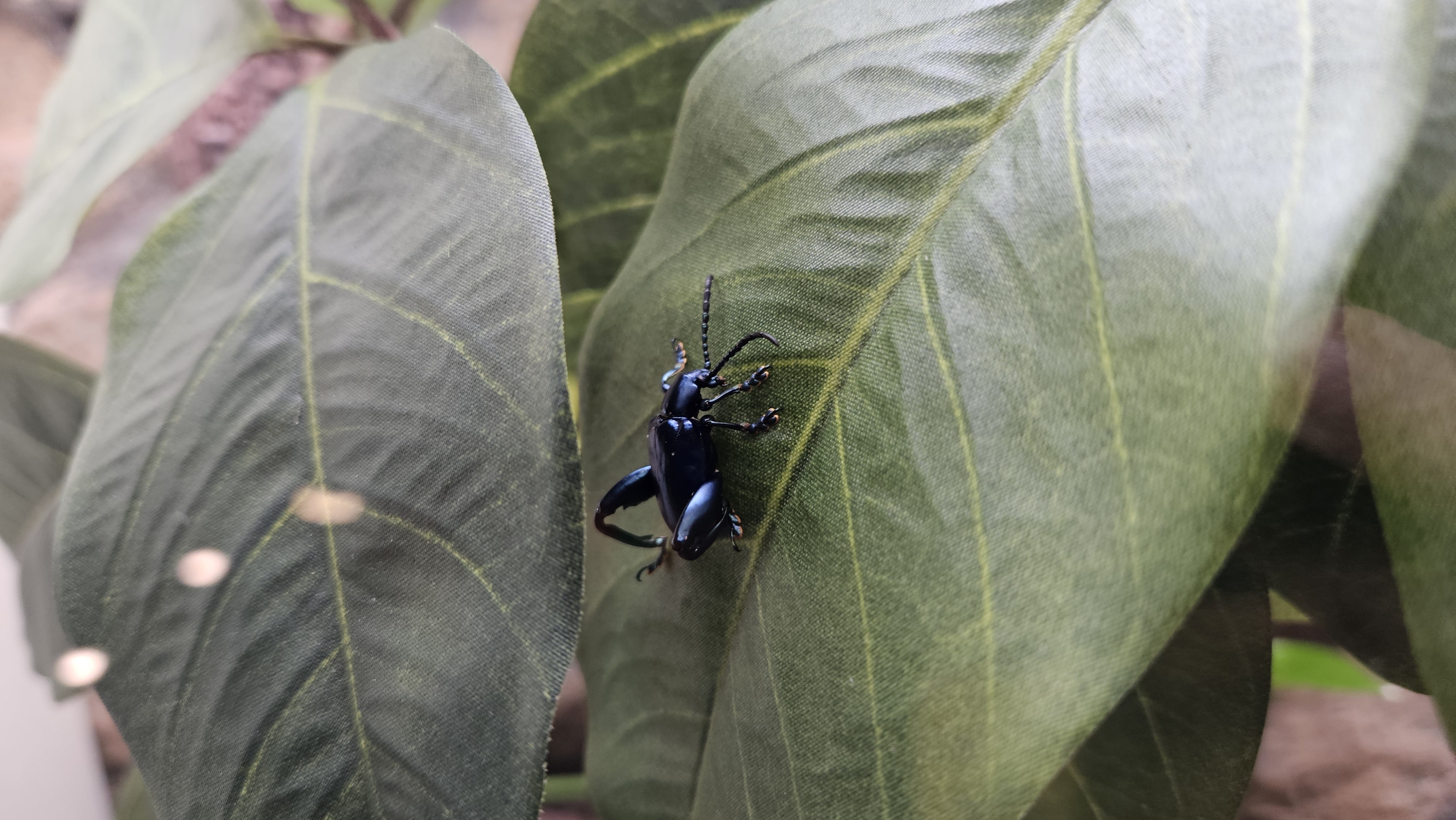 Frog leg beetle from another angle.